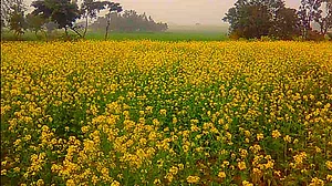 बसंत पंचमीः संक्रांति काल से तार जोड़कर देखो तो क्या-क्या नहीं दिखता