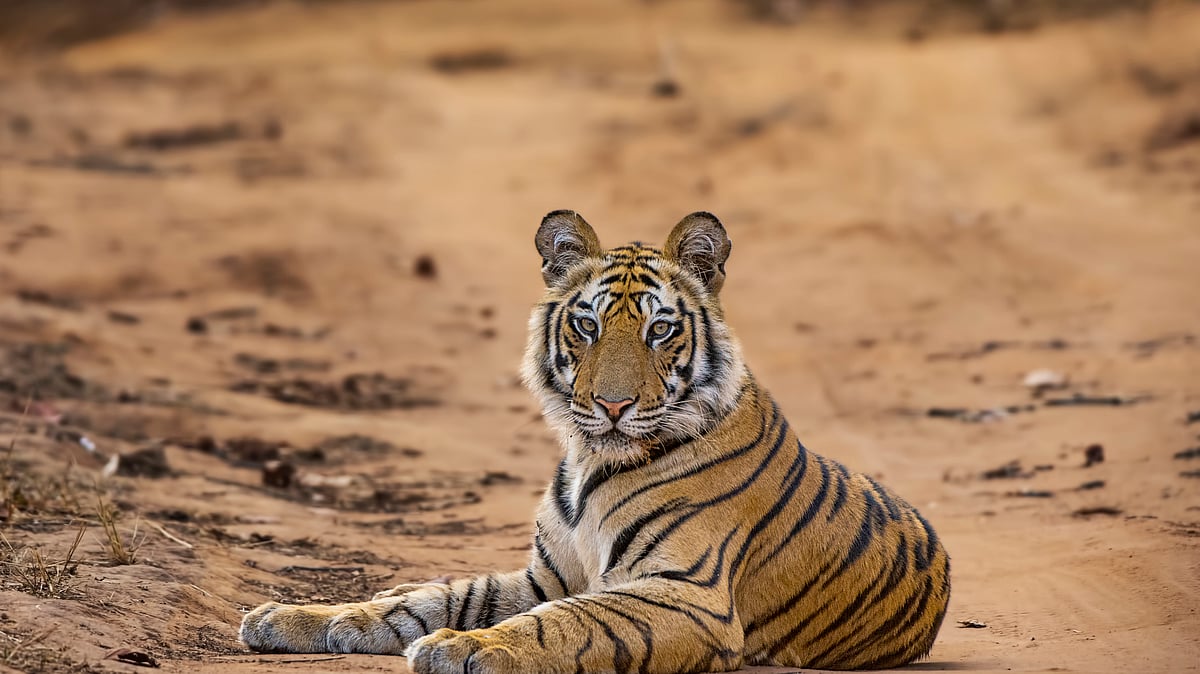 फोटो: Getty Images