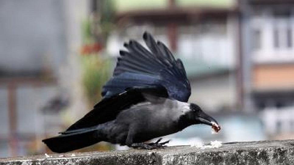 बिहार: भागलपुर में अचानक बड़ी संख्या में कौवों की मौत से हड़कंप, बर्ड फ्लू की आशंका से दहशत