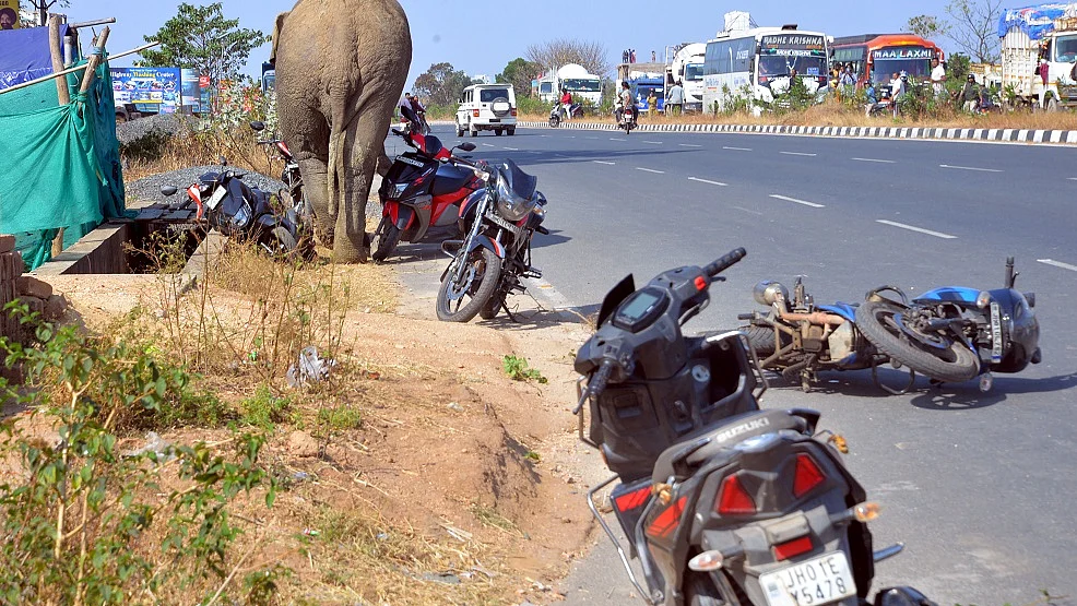 झारखंड के रांची में घुसा जंगली हाथी, सहमे लोग, पांच घंटे तक शहर में घूमने के बाद जंगल लौटा