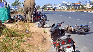 झारखंड के रांची में घुसा जंगली हाथी, सहमे लोग, पांच घंटे तक शहर में घूमने के बाद जंगल लौटा