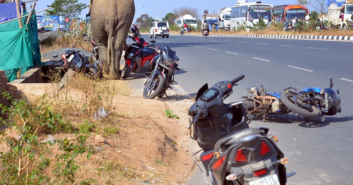 झारखंड: राजधानी रांची में घुसा जंगली हाथी, सहमे लोग, पांच घंटे तक शहर में घूमने के बाद जंगल लौटा