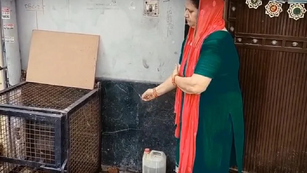 नफरत की राजनीति का नया हथियार बना पालतू सूअर