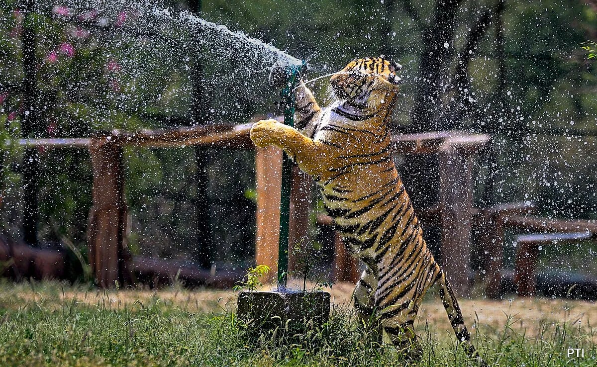 नाहरगढ़ जैविक उद्यान में भालुओं को भा रही ‘फ्रूट आइसक्रीम’ (फोटो: सोशल मीडिया)
