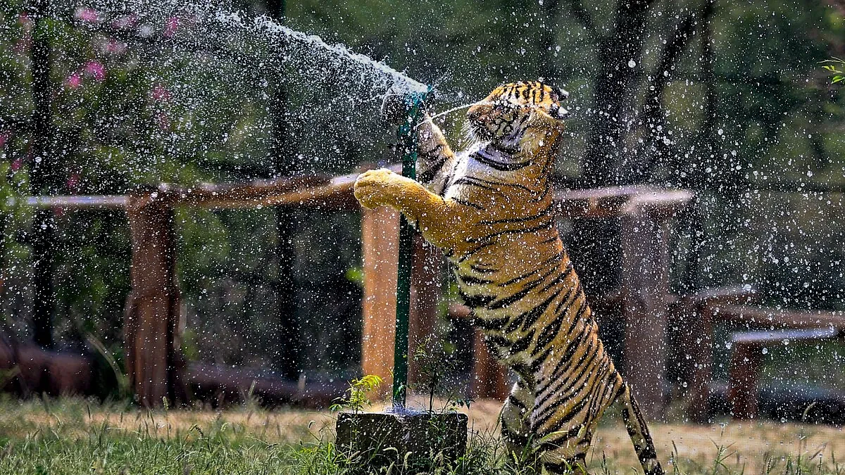 नाहरगढ़ जैविक उद्यान में भालुओं को भा रही ‘फ्रूट आइसक्रीम’ (फोटो: सोशल मीडिया)