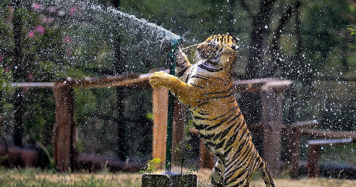 राजस्थान: नाहरगढ़ जैविक उद्यान में भालुओं को भा रही ‘फ्रूट आइसक्रीम’, हाथियों का हो रहा ‘पेडीक्योर’
