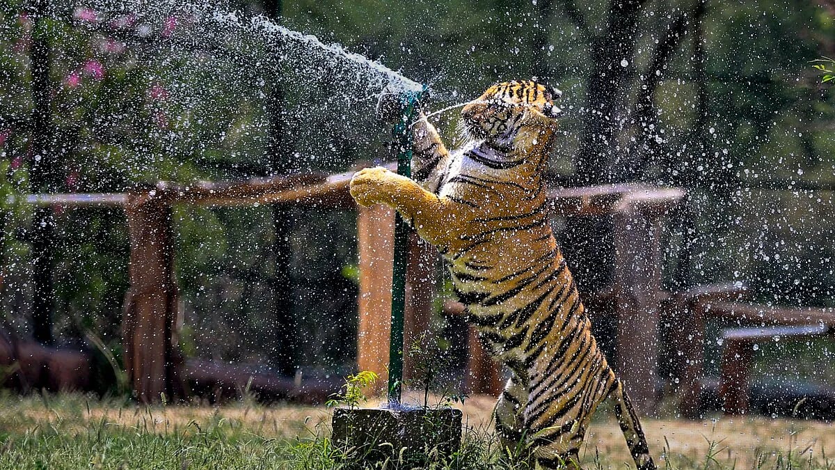 नाहरगढ़ जैविक उद्यान में भालुओं को भा रही ‘फ्रूट आइसक्रीम’ (फोटो: सोशल मीडिया)