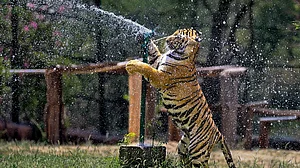 नाहरगढ़ जैविक उद्यान में भालुओं को भा रही ‘फ्रूट आइसक्रीम’ (फोटो: सोशल मीडिया)