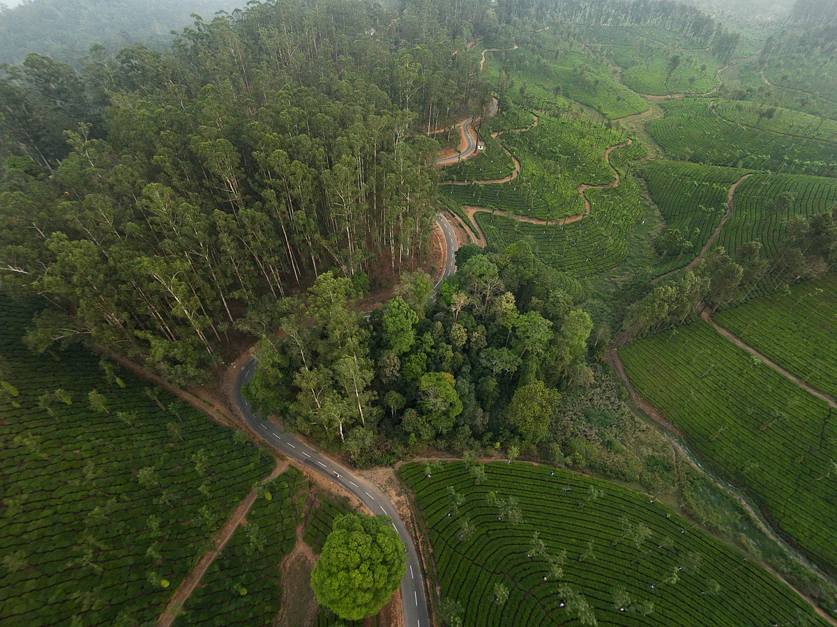 Remnant rainforest fragment in the Anamalai hills
