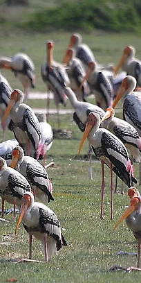 A Painted Stork flock rests in a fallow field. (India; K S Gopi Sundar)