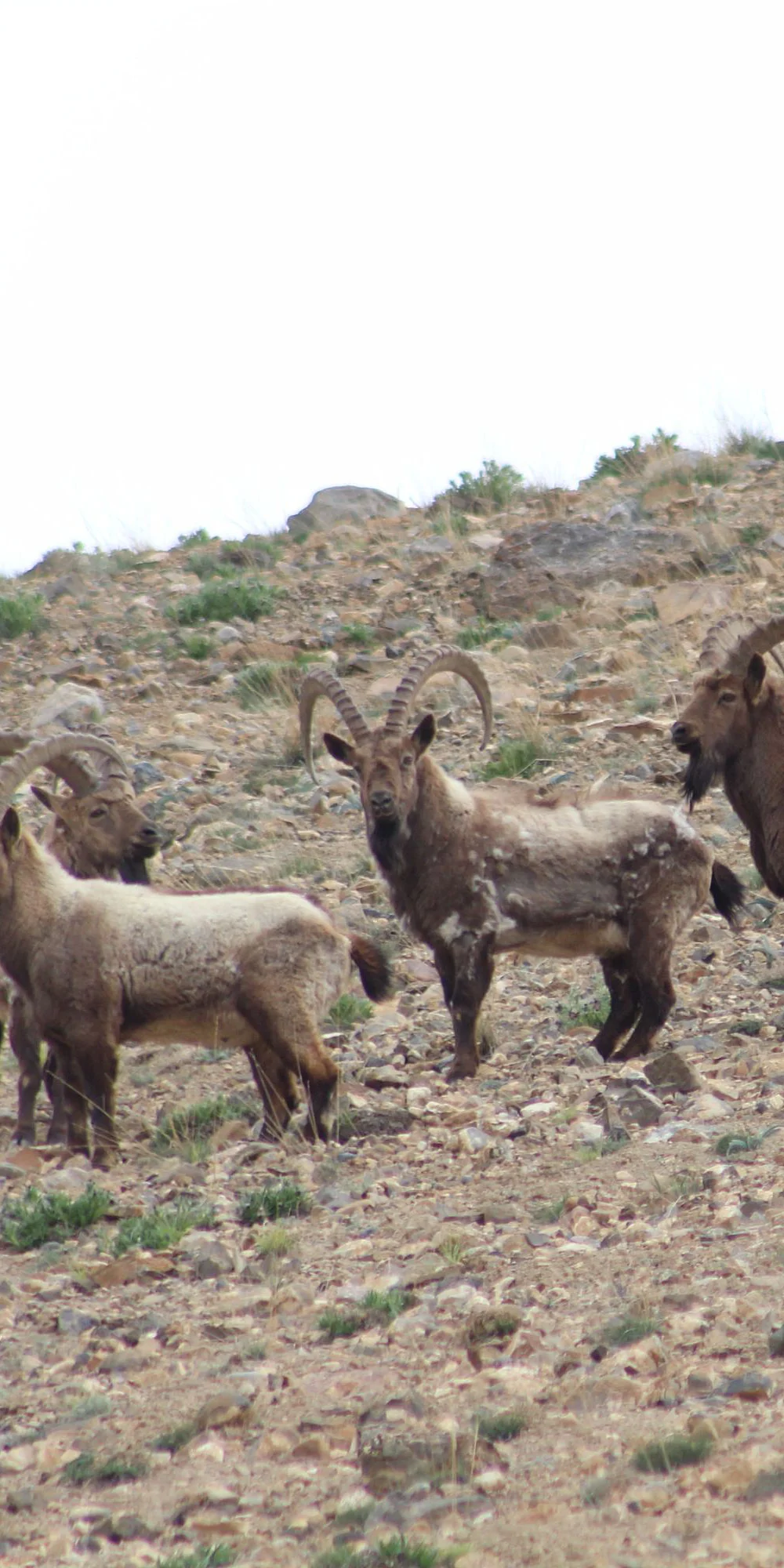 A group of male Ibex