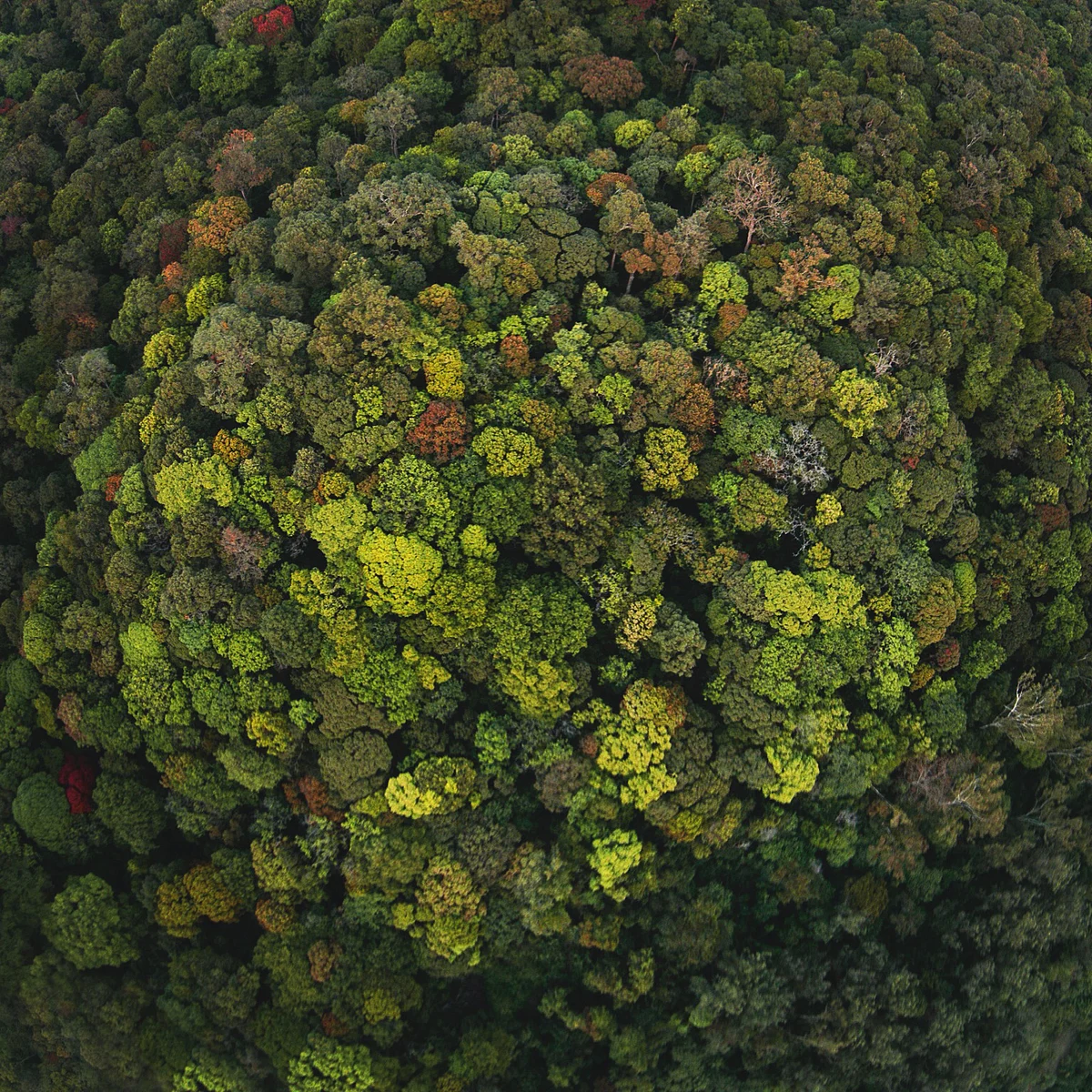 Rainforest canopy