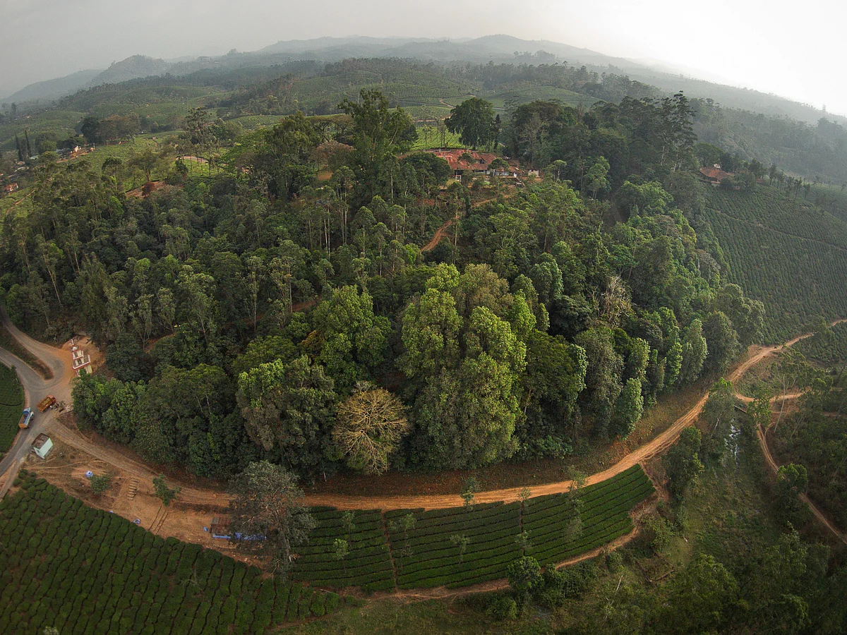 Restored rainforest fragment surrounded by tea plantations