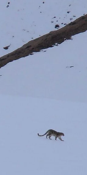 Two snow leopards walking