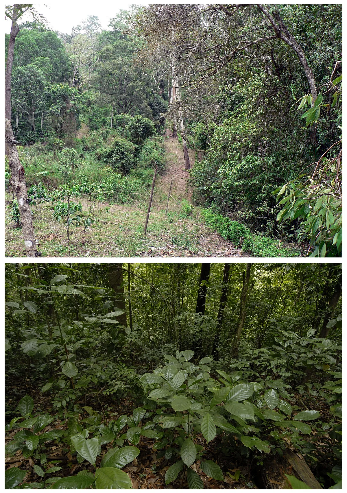 Boundary between rainforest fragment and a coffee estate