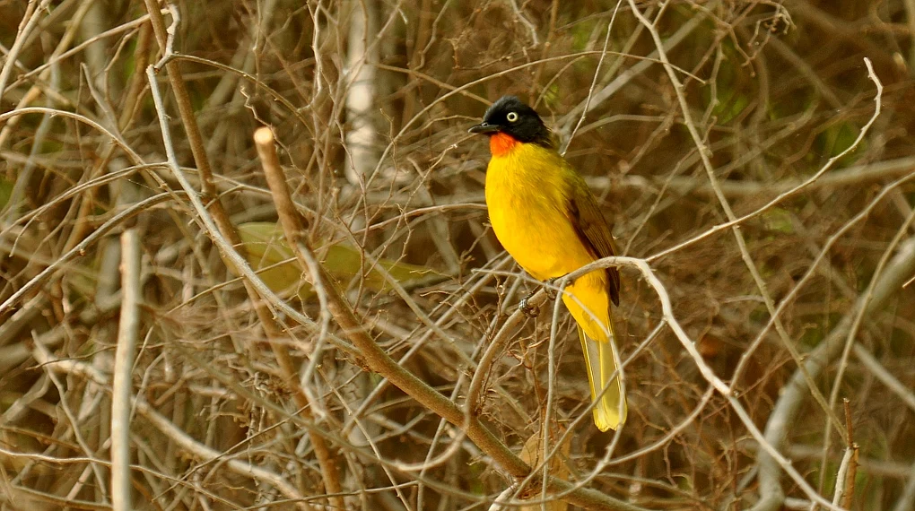 Flame-throated Bulbul