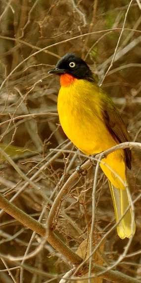 Flame-throated Bulbul