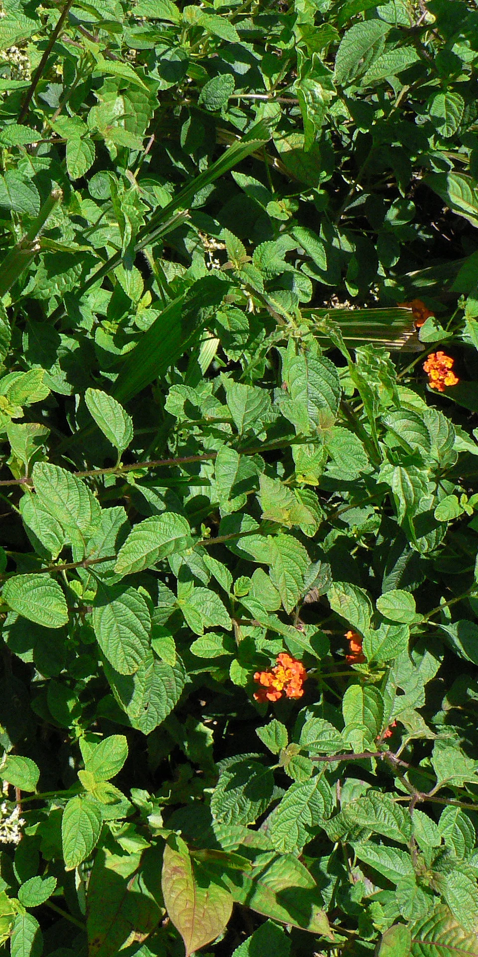 Tangles of invasive alien weeds suppressing regeneration at a forest edge