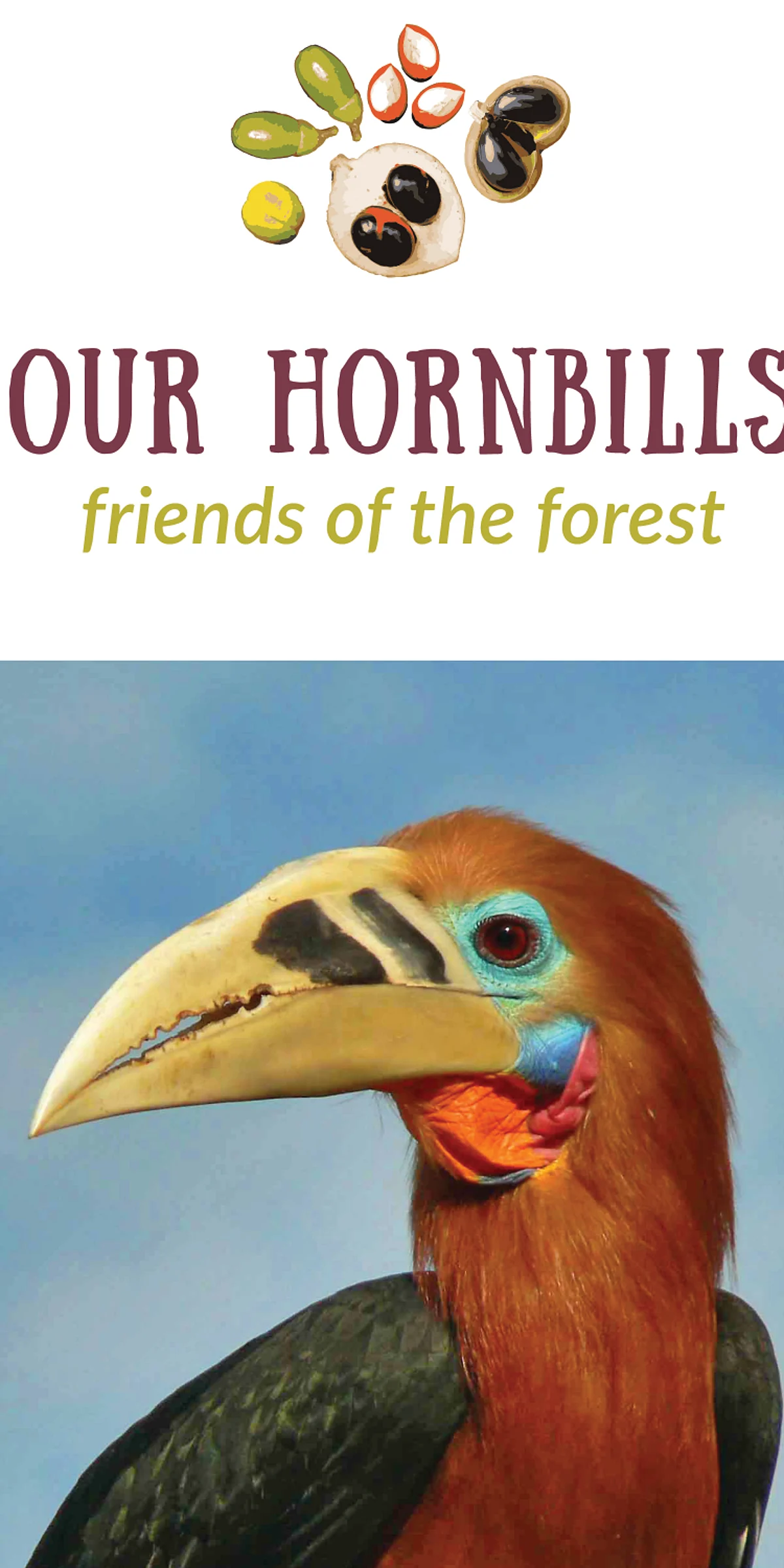 Hornbills of Arunachal Pradesh