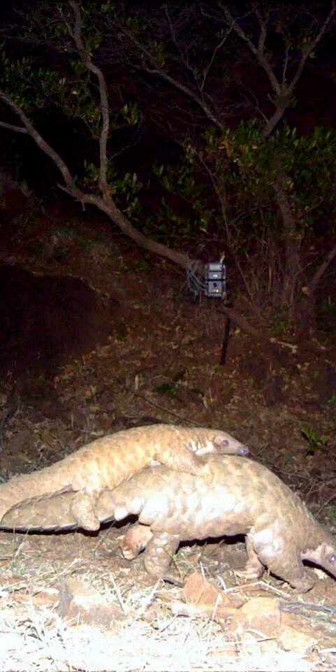 Pangolins in global camera trap data: Implications for ecological monitoring