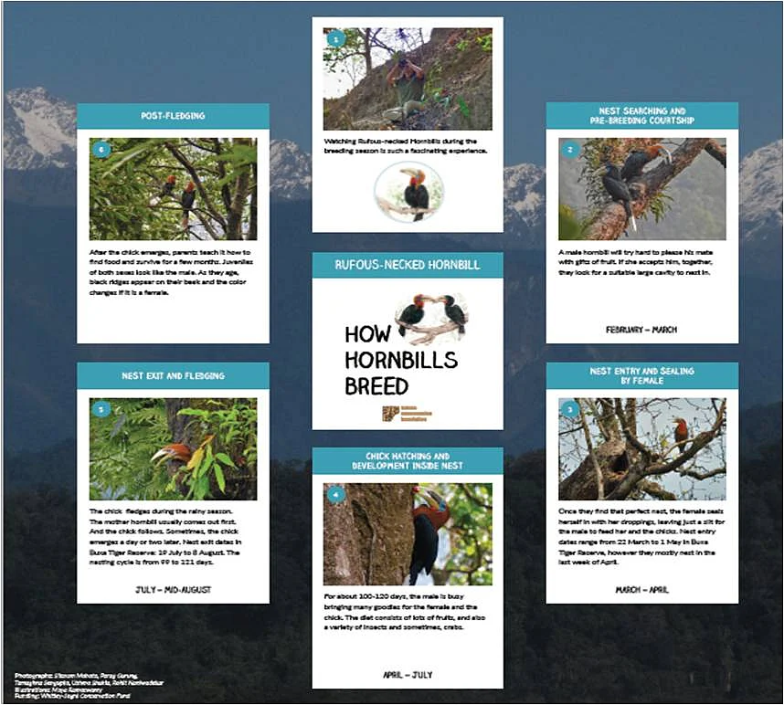 How Hornbills Breed: Rufous-necked Hornbill