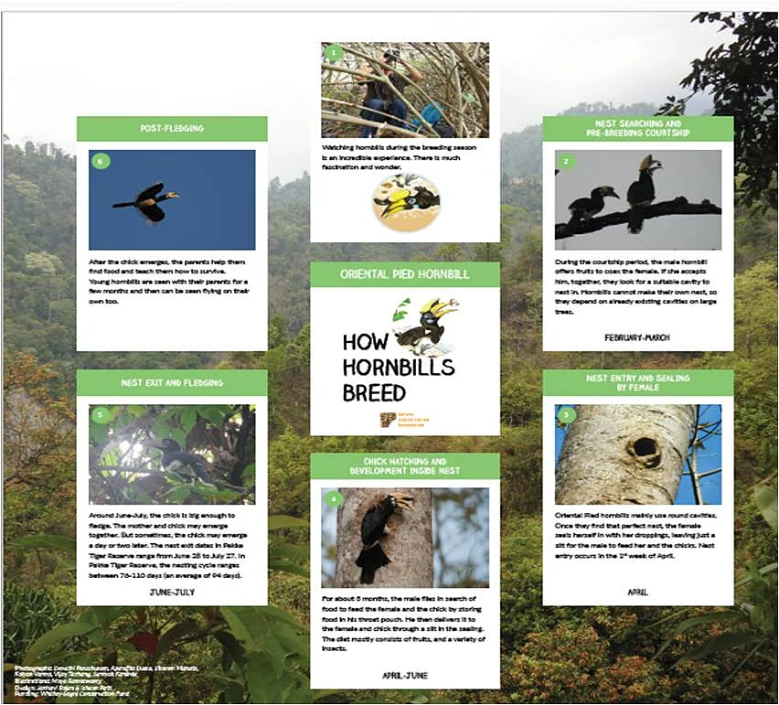 How Hornbills Breed: Oriental Pied Hornbill