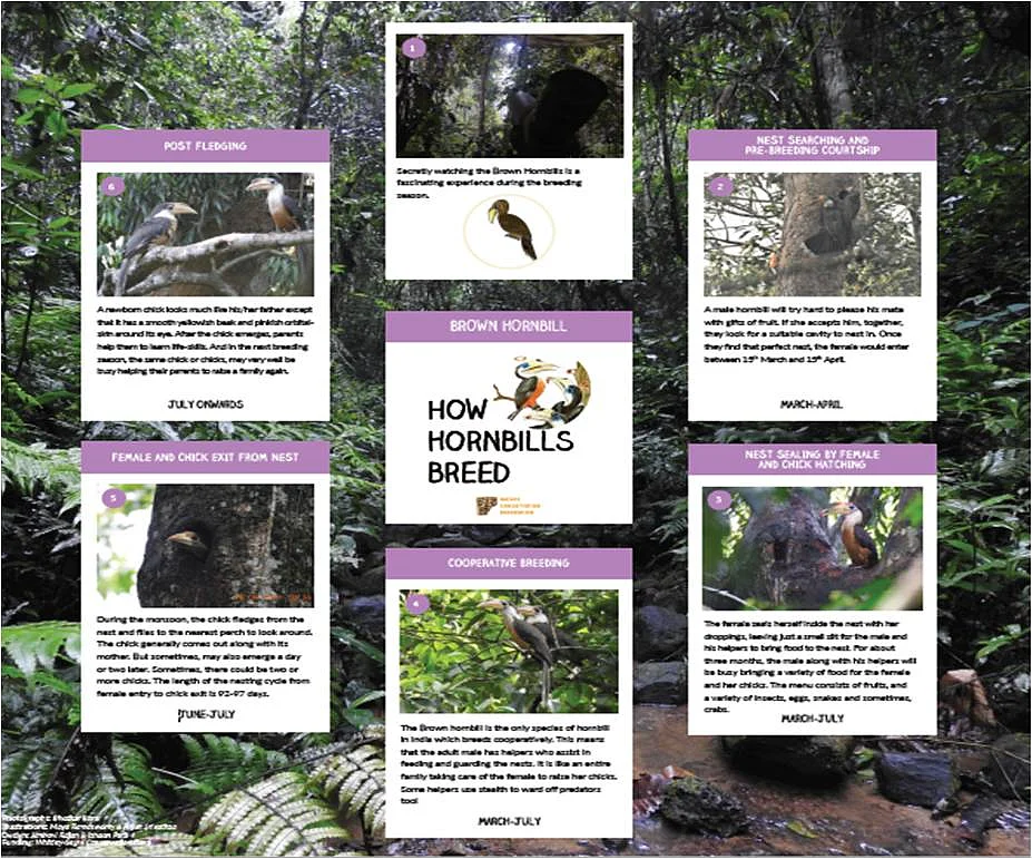 How Hornbills Breed: Brown Hornbill