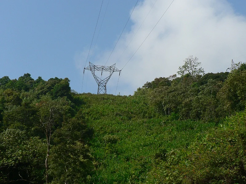 Powerline slicing through forest