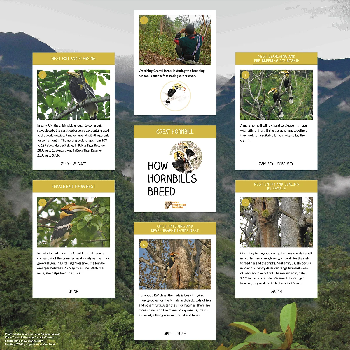 How Hornbills Breed: Great Hornbills