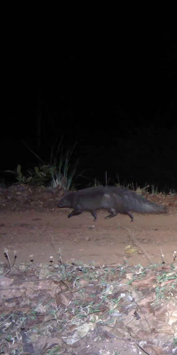 Brown mongoose (Urva fuscus)