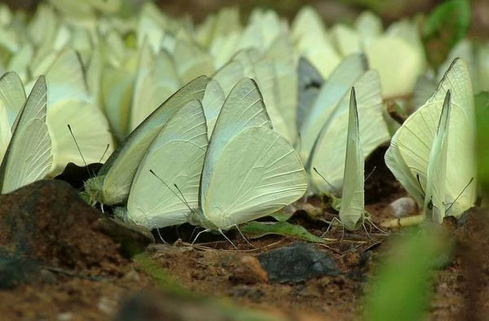 It is migration time for the Common emigrant