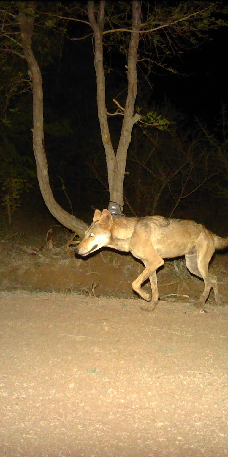 A camera-trap sighting of the Indian grey wolf in Cauvery WS.