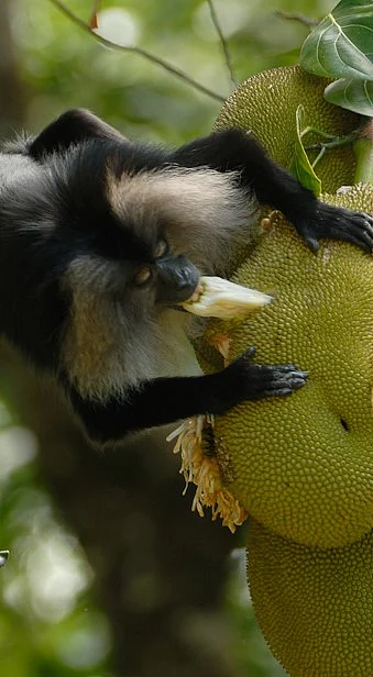 Contrasting effects of defaunation on aboveground carbon storage across the global tropics 