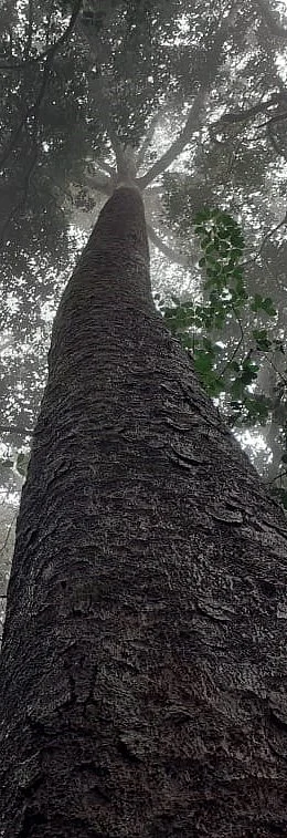 Altered stand structure and tree allometry reduce carbon storage in evergreen forest fragments in India’s Western Ghats