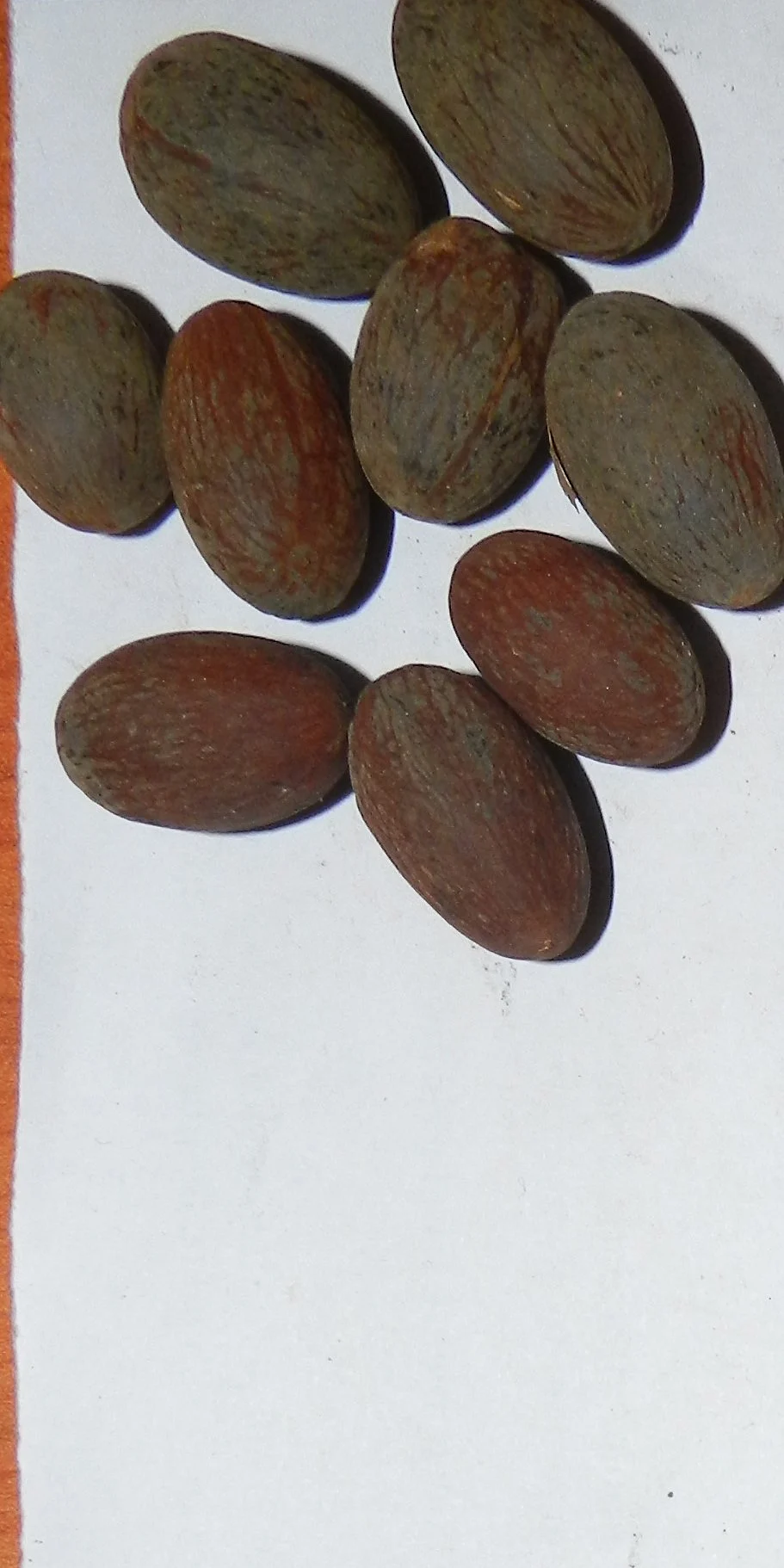 Seed size predicts community composition and carbon storage potential of tree communities in rain forest fragments in India's Western Ghats