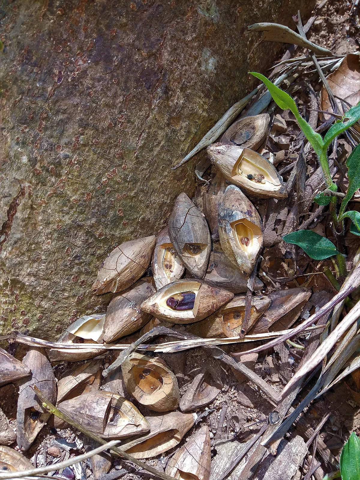 Seed fates of four rainforest tree species in the fragmented forests of Anamalais in the southern Western Ghats, India