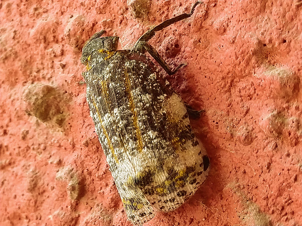 A Fulgorid nymph on a wall 