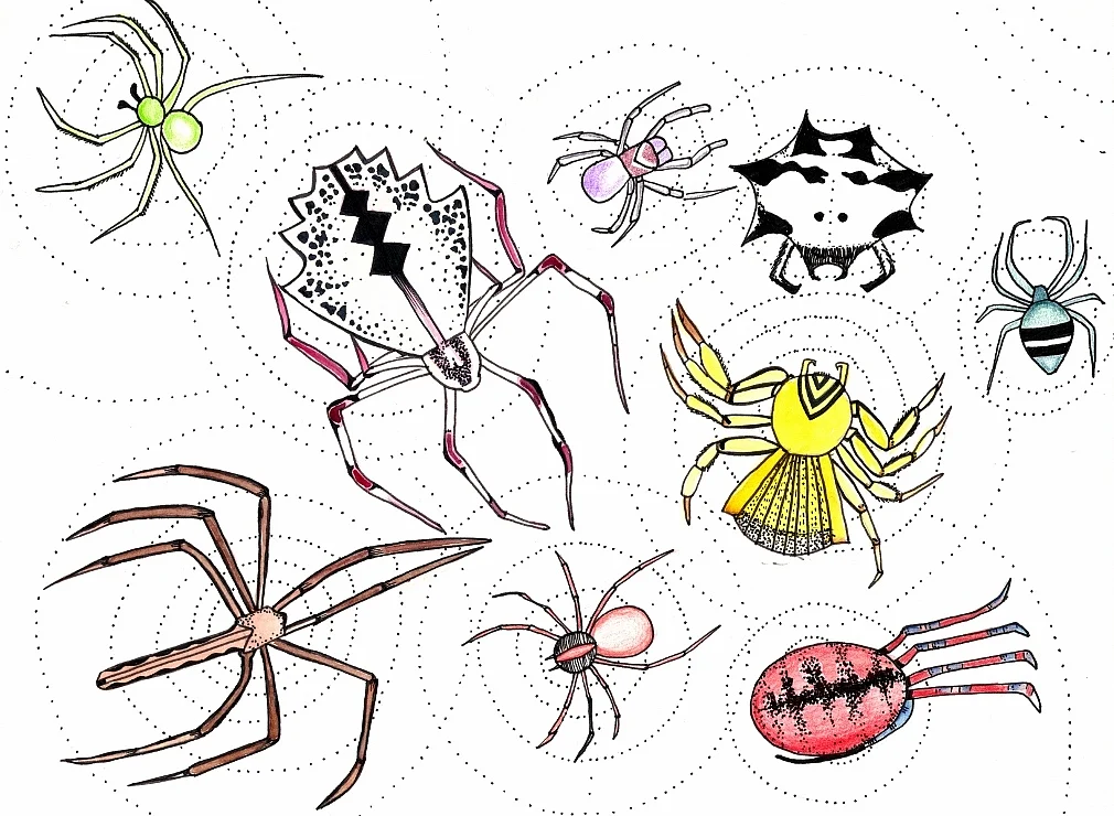 The many-eyed eight-legged beauties of India’s rainforests
