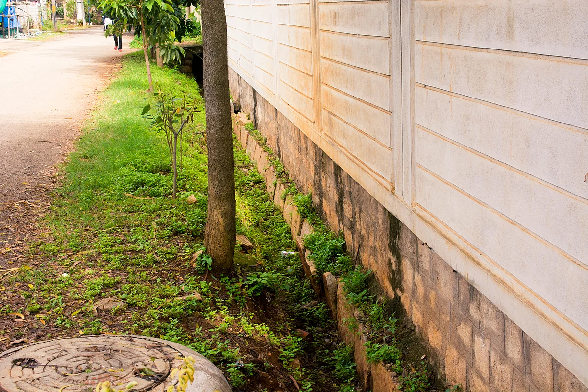Nature Underfoot: Wild Flora and Fauna on City Pavements and Waysides