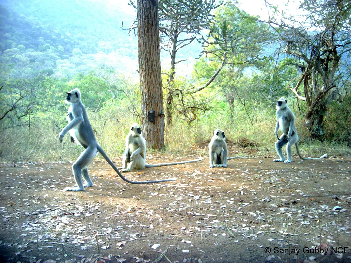 Dropping soon, the latest album by The Langurs. (Langurs are gregarious and curious)
