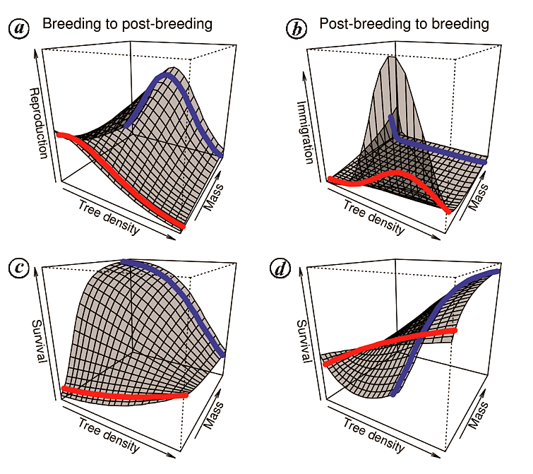 Size-logging interactions and population dynamics in tropical understorey birds