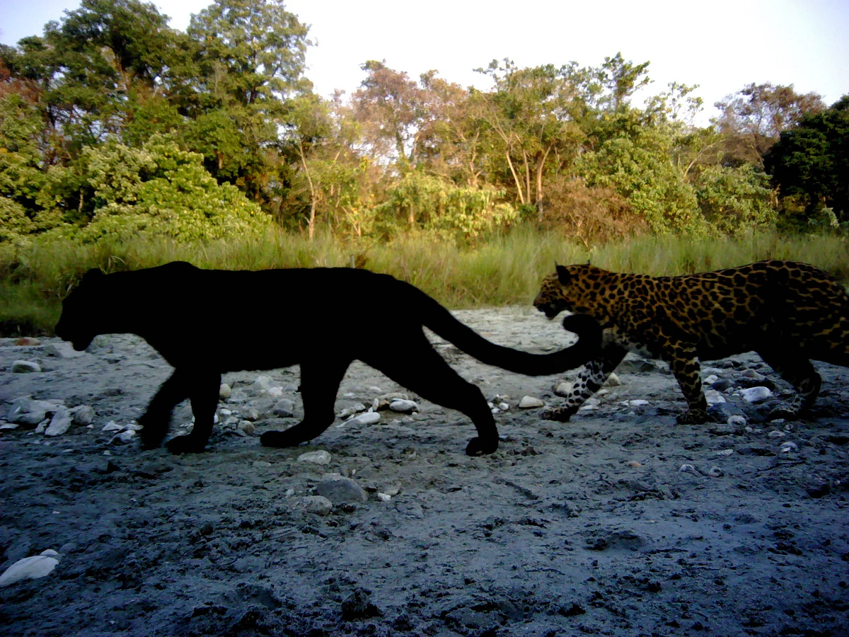 Population density modelling of mixed polymorphic phenotypes: an application of spatial mark‐resight models