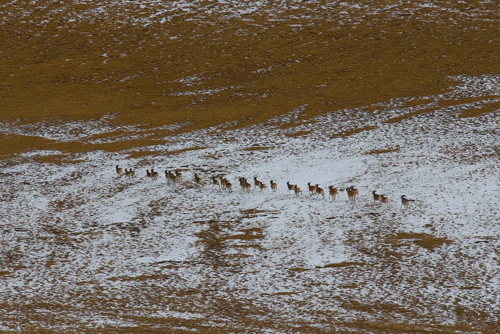 Grazing and climate change have site-dependent interactive effects on vegetation in Asian montane rangelands