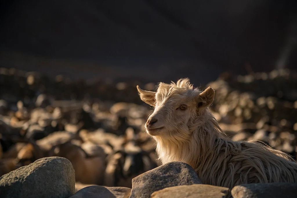 Relative influence of wild prey and livestock abundance on carnivore-caused livestock predation. 