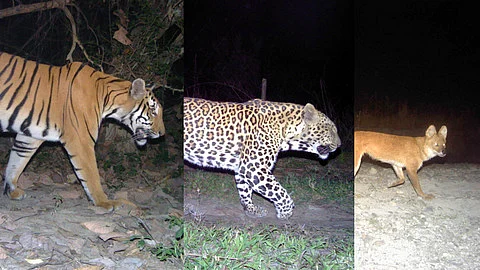 Inferring patterns of sympatry among large carnivores in Manas National Park – a prey‐rich habitat influenced by anthropogenic disturbances
