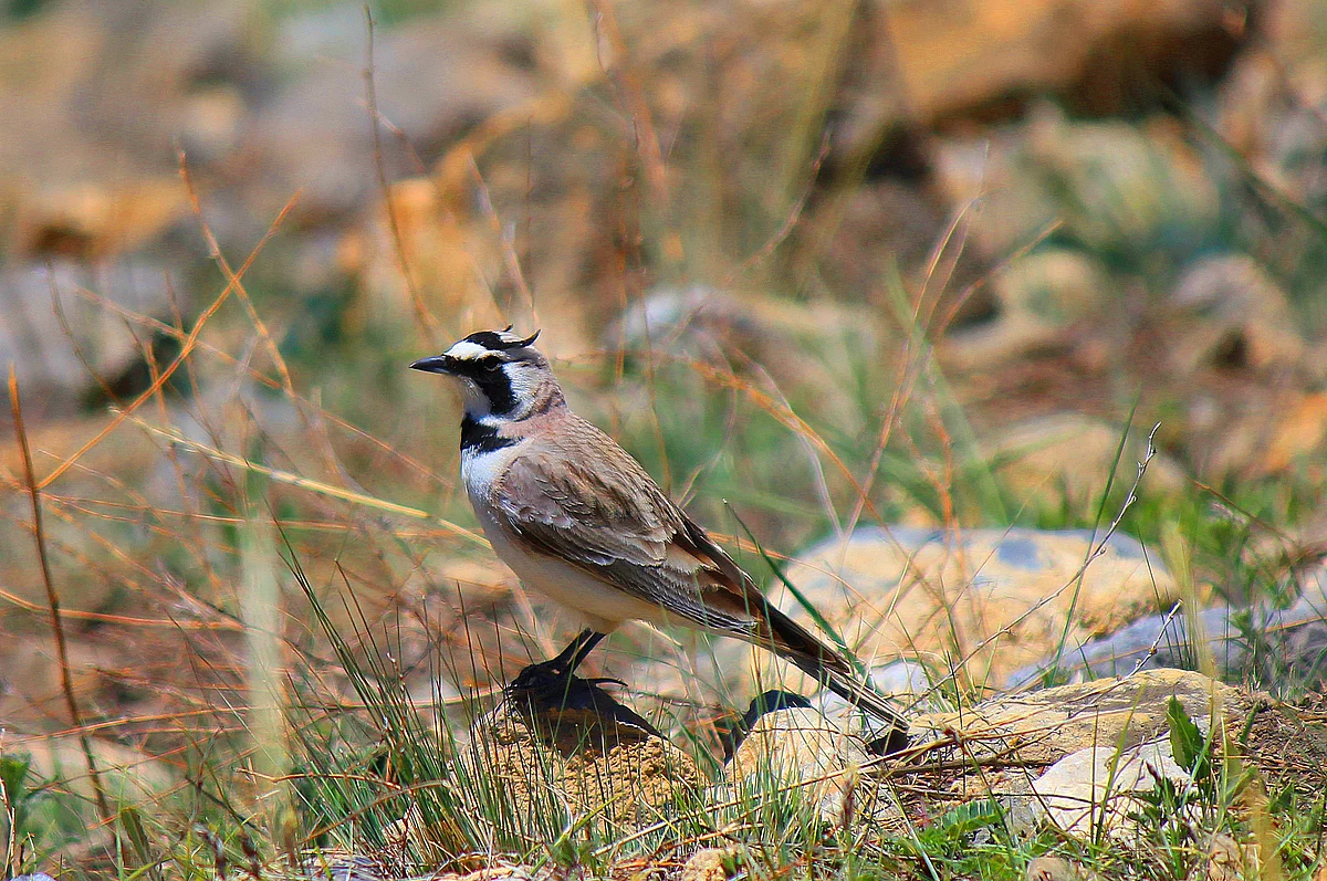 Which Traits Influence Bird Survival in the City? A review
