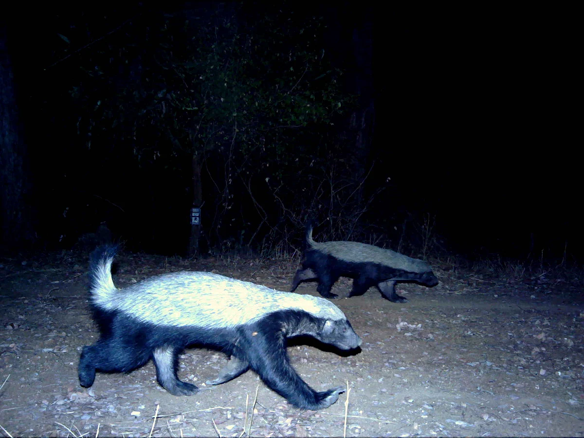 Photographic records of the Ratel Mellivora capensis from the southern Indian state of Karnataka