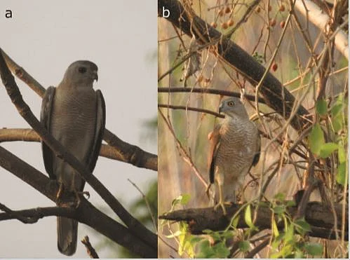Nesting behaviour and diet of the Shikra Accipiter badius in Ajanta, Maharashtra