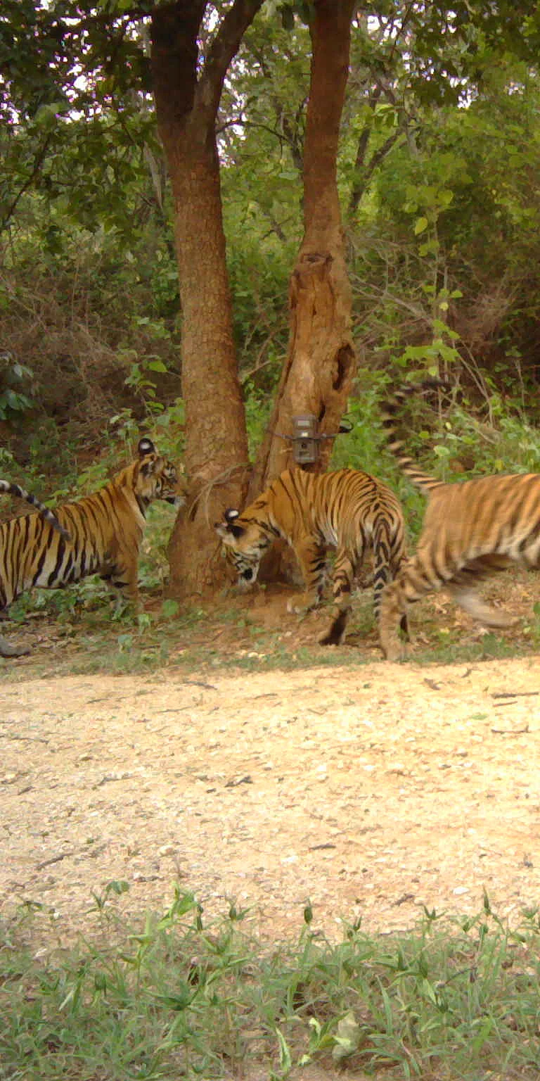Evaluating a survey
landscape for tiger abundance in
the confluence of the Western and Eastern Ghats