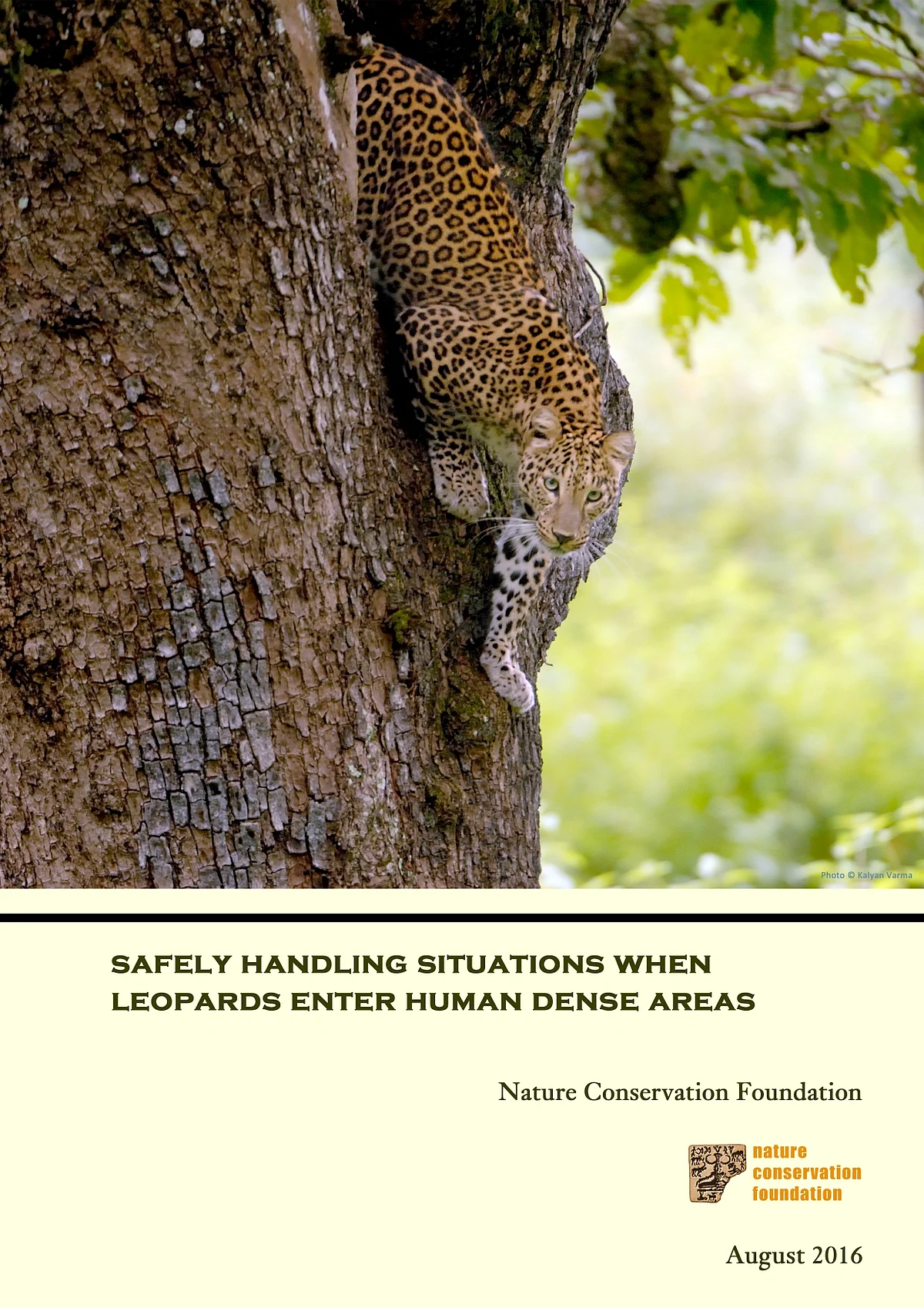 Safely handling situations when leopards enter human dense areas - English version